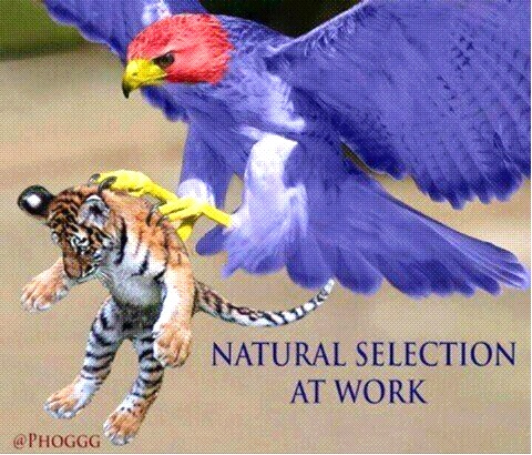 Natural Selection at Work, here kitty, kitty, kitty